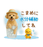 ⚡飛び出すトイプードルの「夏」の毎日（個別スタンプ：19）