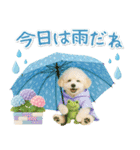 ⚡飛び出すトイプードルの「夏」の毎日（個別スタンプ：21）