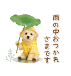 ⚡飛び出すトイプードルの「夏」の毎日（個別スタンプ：23）