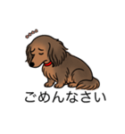 名前入りダックスシェーデッドレッド②（個別スタンプ：2）
