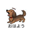 名前入りダックスシェーデッドレッド②（個別スタンプ：3）