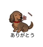 名前入りダックスシェーデッドレッド②（個別スタンプ：5）