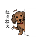 名前入りダックスシェーデッドレッド②（個別スタンプ：12）