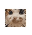 あんこ実写版Nya-pero（個別スタンプ：1）