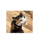 あんこ実写版Nya-pero（個別スタンプ：2）