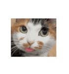 あんこ実写版Nya-pero（個別スタンプ：3）