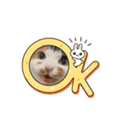 あんこ実写版Nya-pero（個別スタンプ：4）