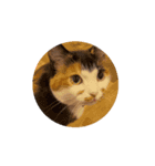 あんこ実写版Nya-pero（個別スタンプ：7）
