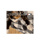 あんこ実写版Nya-pero（個別スタンプ：8）