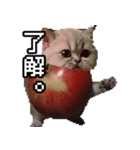 猫ミーム【りんご猫】シン（個別スタンプ：1）
