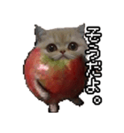 猫ミーム【りんご猫】シン（個別スタンプ：2）