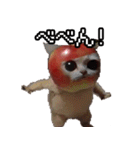 猫ミーム【りんご猫】シン（個別スタンプ：4）
