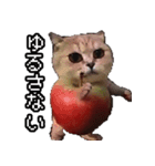 猫ミーム【りんご猫】シン（個別スタンプ：5）
