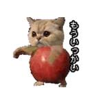 猫ミーム【りんご猫】シン（個別スタンプ：6）
