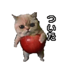 猫ミーム【りんご猫】シン（個別スタンプ：10）