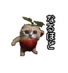 猫ミーム【りんご猫】シン（個別スタンプ：11）