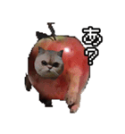猫ミーム【りんご猫】シン（個別スタンプ：13）