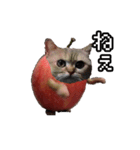 猫ミーム【りんご猫】シン（個別スタンプ：15）