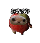 猫ミーム【りんご猫】シン（個別スタンプ：16）