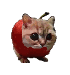 猫ミーム【りんご猫】シン（個別スタンプ：19）