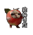 猫ミーム【りんご猫】シン（個別スタンプ：23）