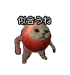 猫ミーム【りんご猫】シン（個別スタンプ：24）
