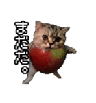 猫ミーム【りんご猫】シン（個別スタンプ：30）