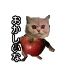 猫ミーム【りんご猫】シン（個別スタンプ：31）