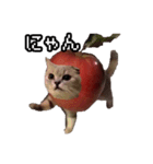 猫ミーム【りんご猫】シン（個別スタンプ：32）
