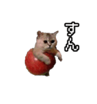 猫ミーム【りんご猫】シン（個別スタンプ：35）