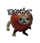 猫ミーム【りんご猫】シン（個別スタンプ：36）