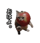 猫ミーム【りんご猫】シン（個別スタンプ：39）
