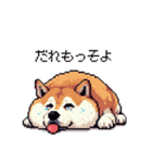 鹿児島弁の太っちょ柴犬（個別スタンプ：1）