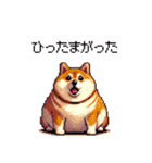 鹿児島弁の太っちょ柴犬（個別スタンプ：5）