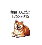 鹿児島弁の太っちょ柴犬（個別スタンプ：11）