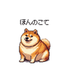 鹿児島弁の太っちょ柴犬（個別スタンプ：13）