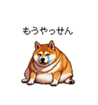 鹿児島弁の太っちょ柴犬（個別スタンプ：17）