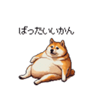鹿児島弁の太っちょ柴犬（個別スタンプ：18）