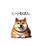 鹿児島弁の太っちょ柴犬（個別スタンプ：19）