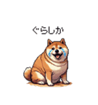 鹿児島弁の太っちょ柴犬（個別スタンプ：21）