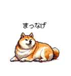 鹿児島弁の太っちょ柴犬（個別スタンプ：24）