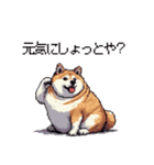 鹿児島弁の太っちょ柴犬（個別スタンプ：37）