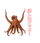 仲良くしたいタコ(AIの力も借りちゃう)（個別スタンプ：1）