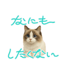 『ラグドール』のスタンプ（個別スタンプ：2）