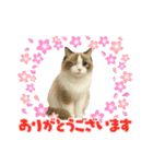 『ラグドール』のスタンプ（個別スタンプ：4）