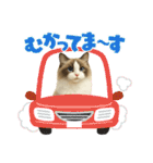 『ラグドール』のスタンプ（個別スタンプ：15）