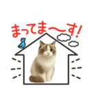 『ラグドール』のスタンプ（個別スタンプ：16）