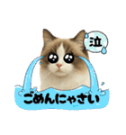『ラグドール』のスタンプ（個別スタンプ：21）