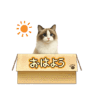 『ラグドール』のスタンプ（個別スタンプ：29）