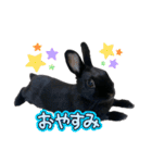 うさぎのコナン家 黒葉スタンプ（個別スタンプ：1）